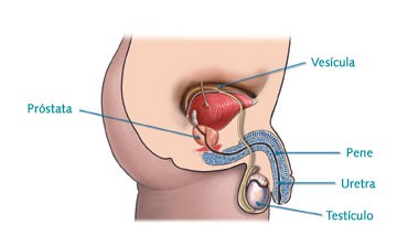 ubicacion de la prostata en el cuerpo)