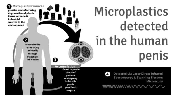 Microplásticos en penes humanos
